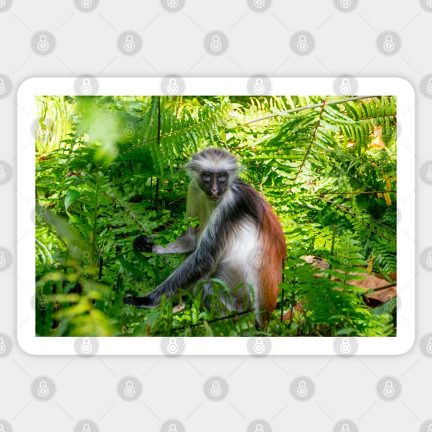 Red Colobus Monkey of Zanzibar Island, Tanzania Sticker by SafariByMarisa